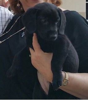 Lila