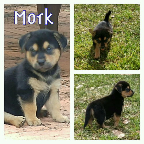 Mork