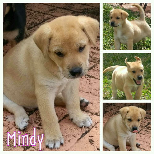 Mindy