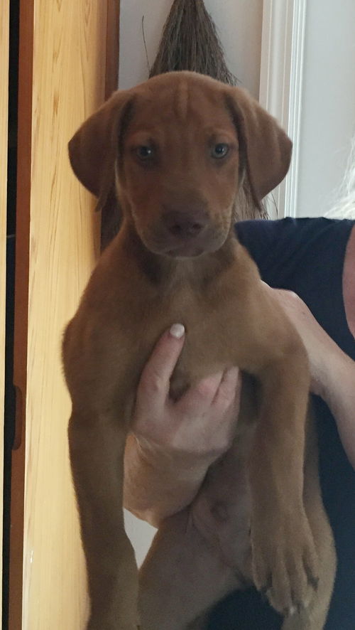 Gus