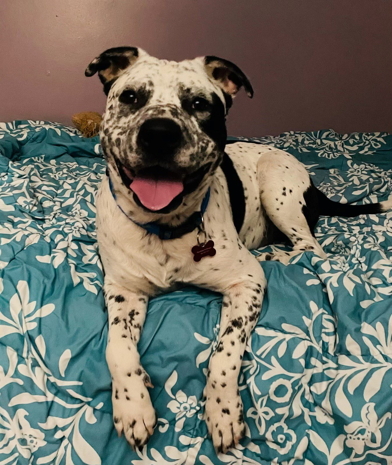adoptable Dog in Key Largo, FL named Marshall