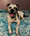adoptable Dog in largo, FL named Marshall