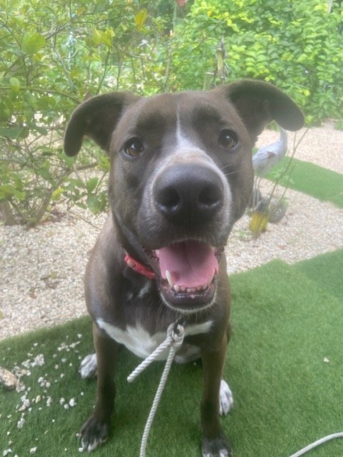 adoptable Dog in Key Largo, FL named Lana