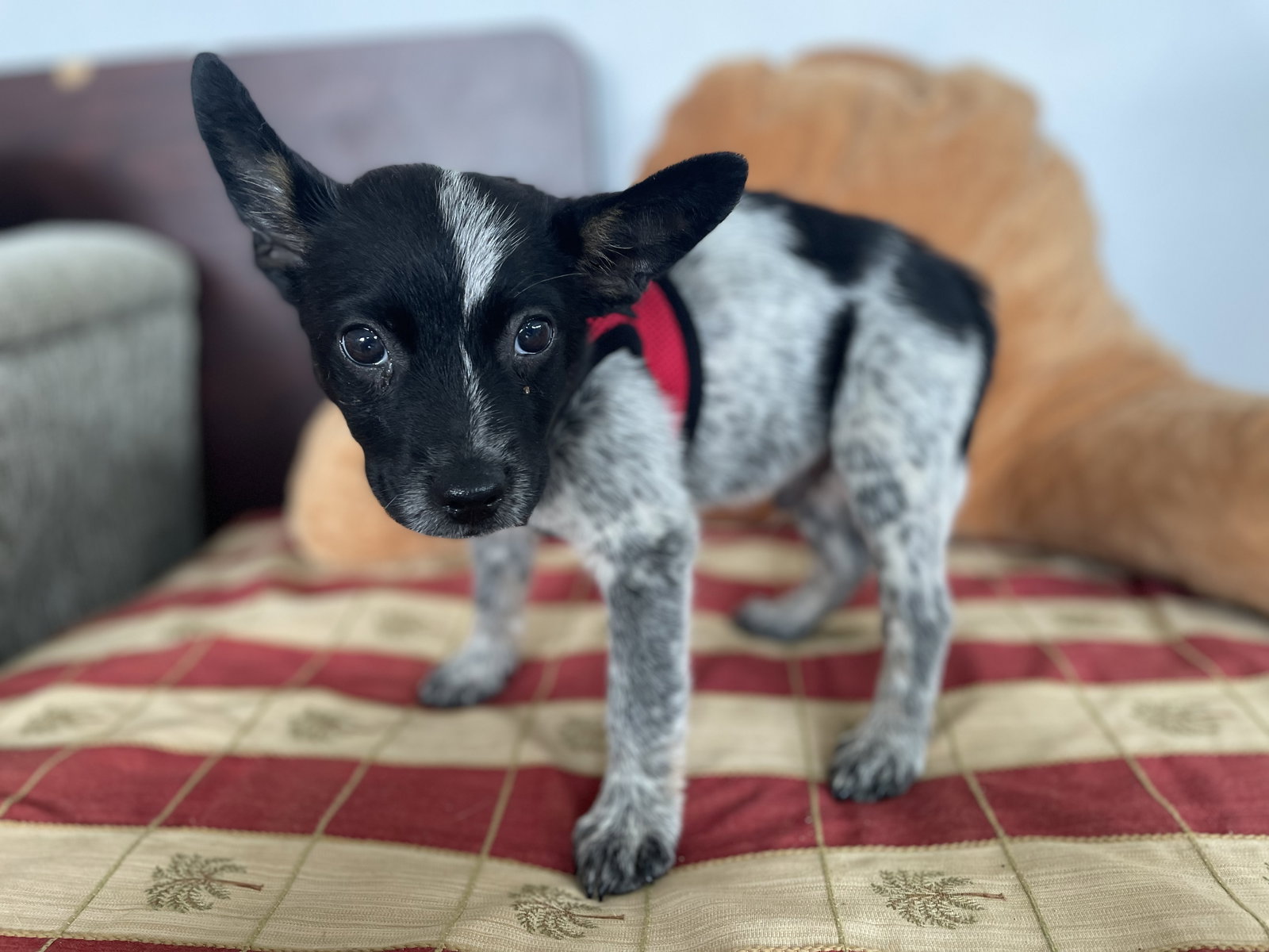 Heeler Rat Terrier Puppy Blue Heeler Fox Terrier Mix Black