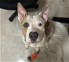 adoptable Dog in largo, FL named Buddy