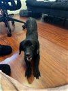 adoptable Dog in largo, FL named Max