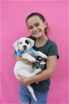 adoptable Dog in largo, FL named Hickory