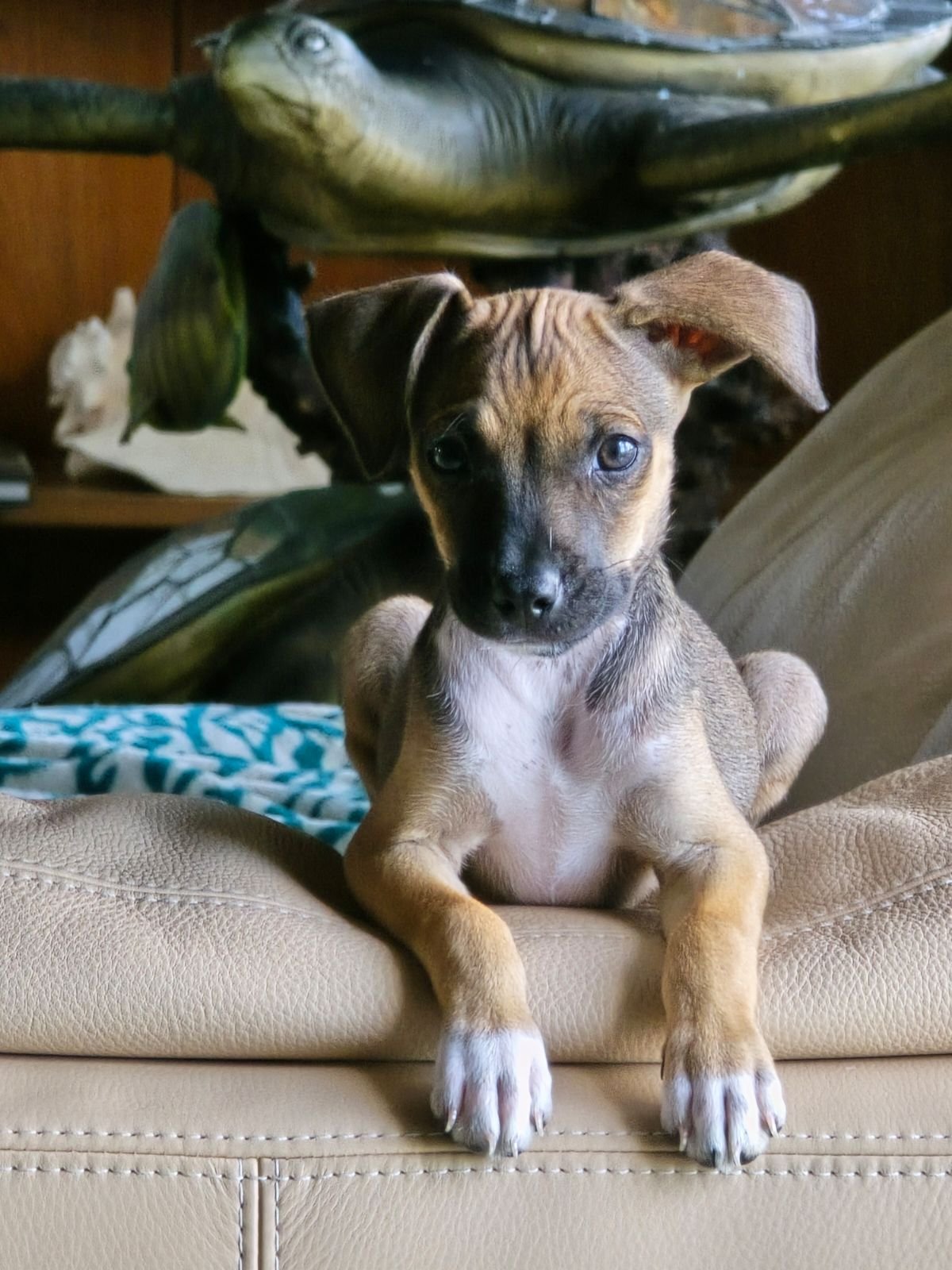 adoptable Dog in Key Largo, FL named Maverick