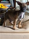 adoptable Dog in largo, FL named Otis