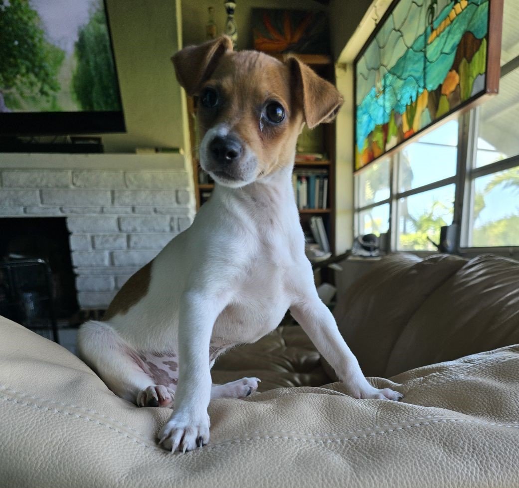 adoptable Dog in Key Largo, FL named Bentley