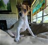 adoptable Dog in largo, FL named Bentley