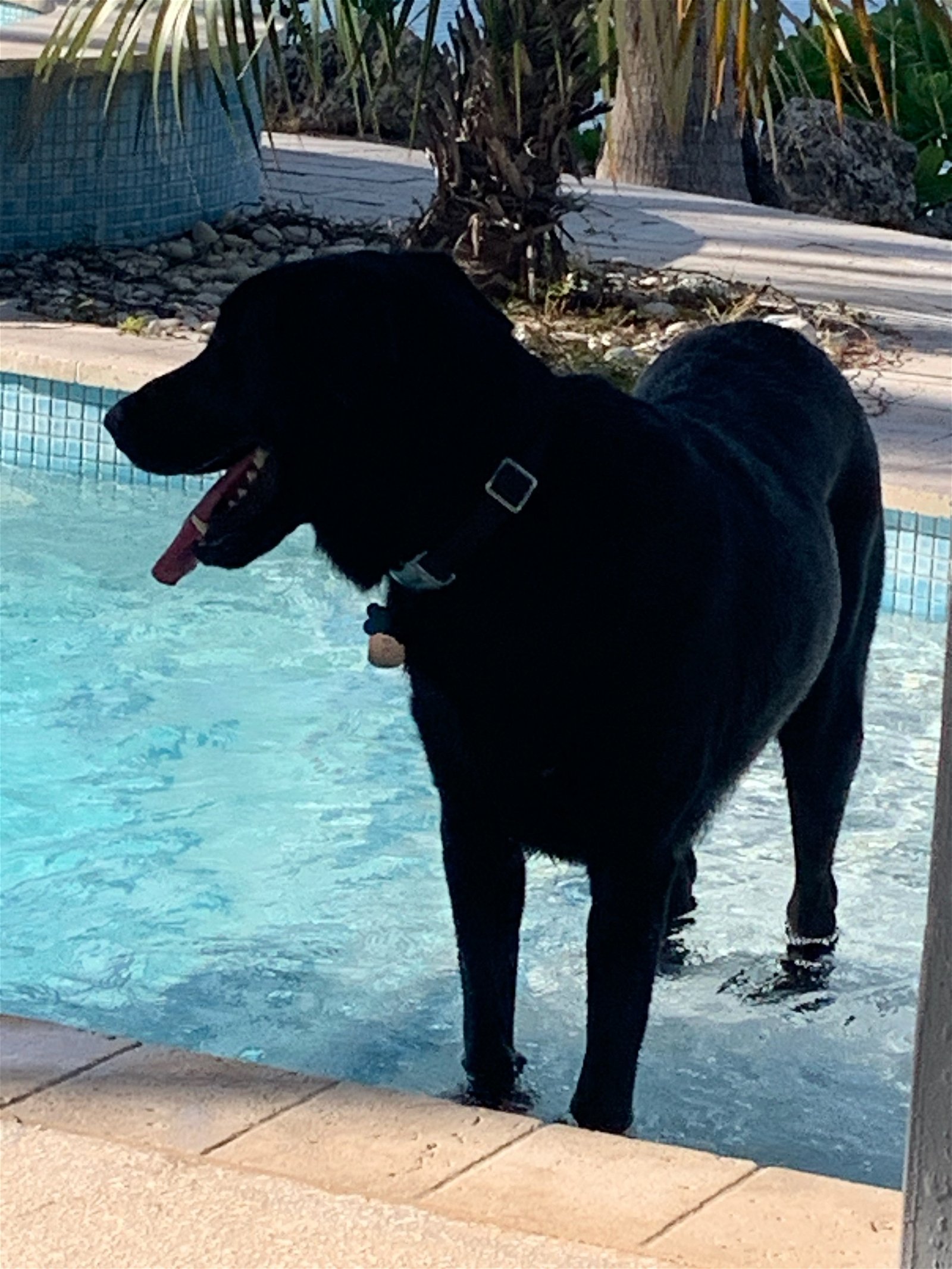 adoptable Dog in Key Largo, FL named Cooper