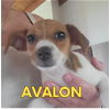 adoptable Dog in  named Avalon