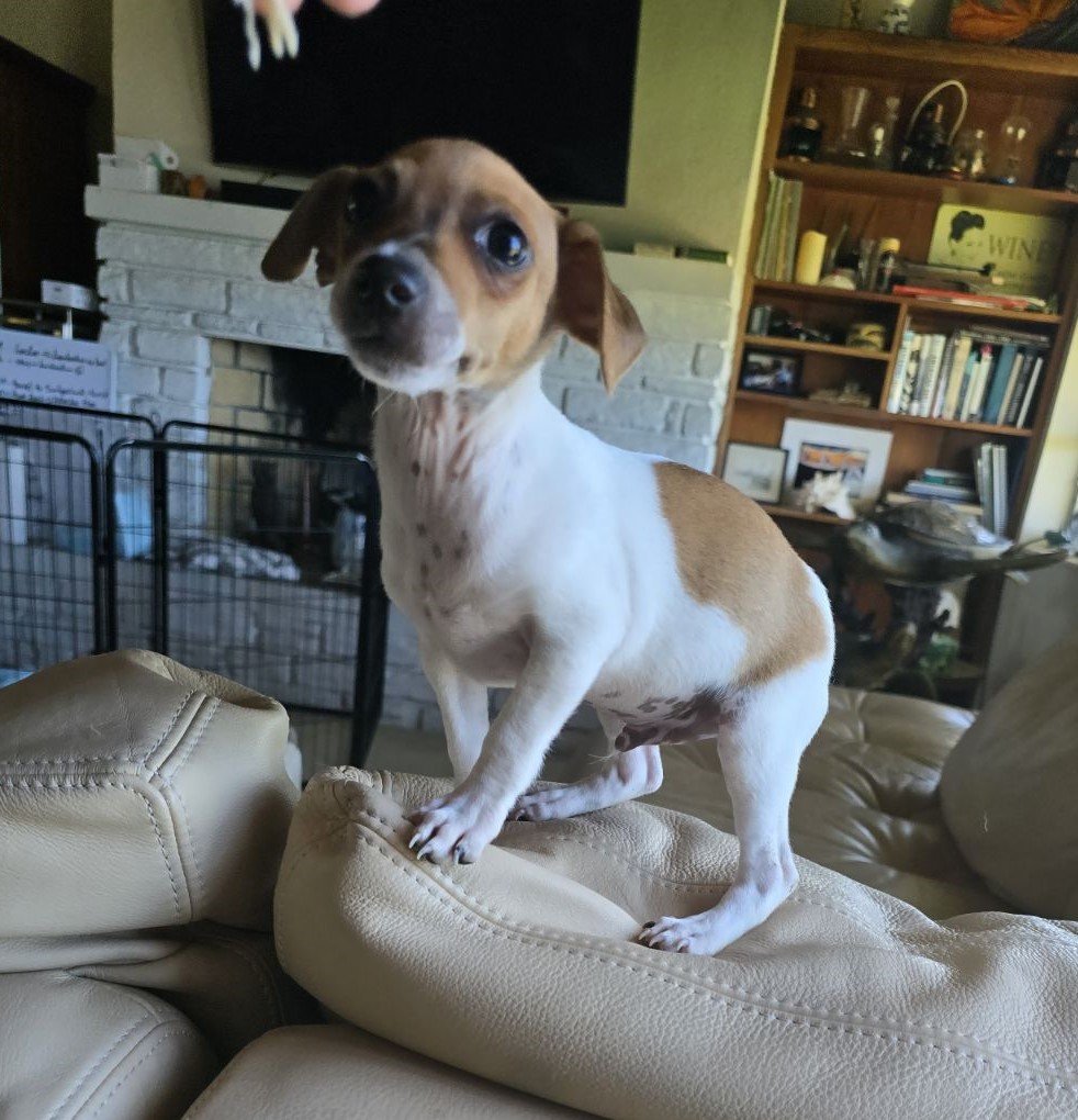 adoptable Dog in Key Largo, FL named Harris