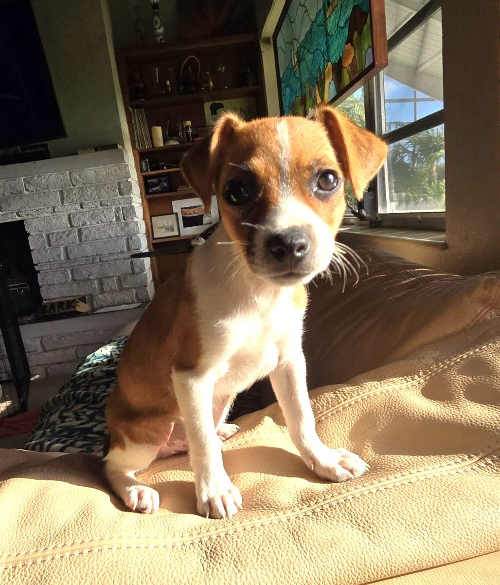 adoptable Dog in Key Largo, FL named Tracker