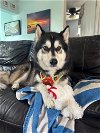adoptable Dog in largo, FL named Bruce