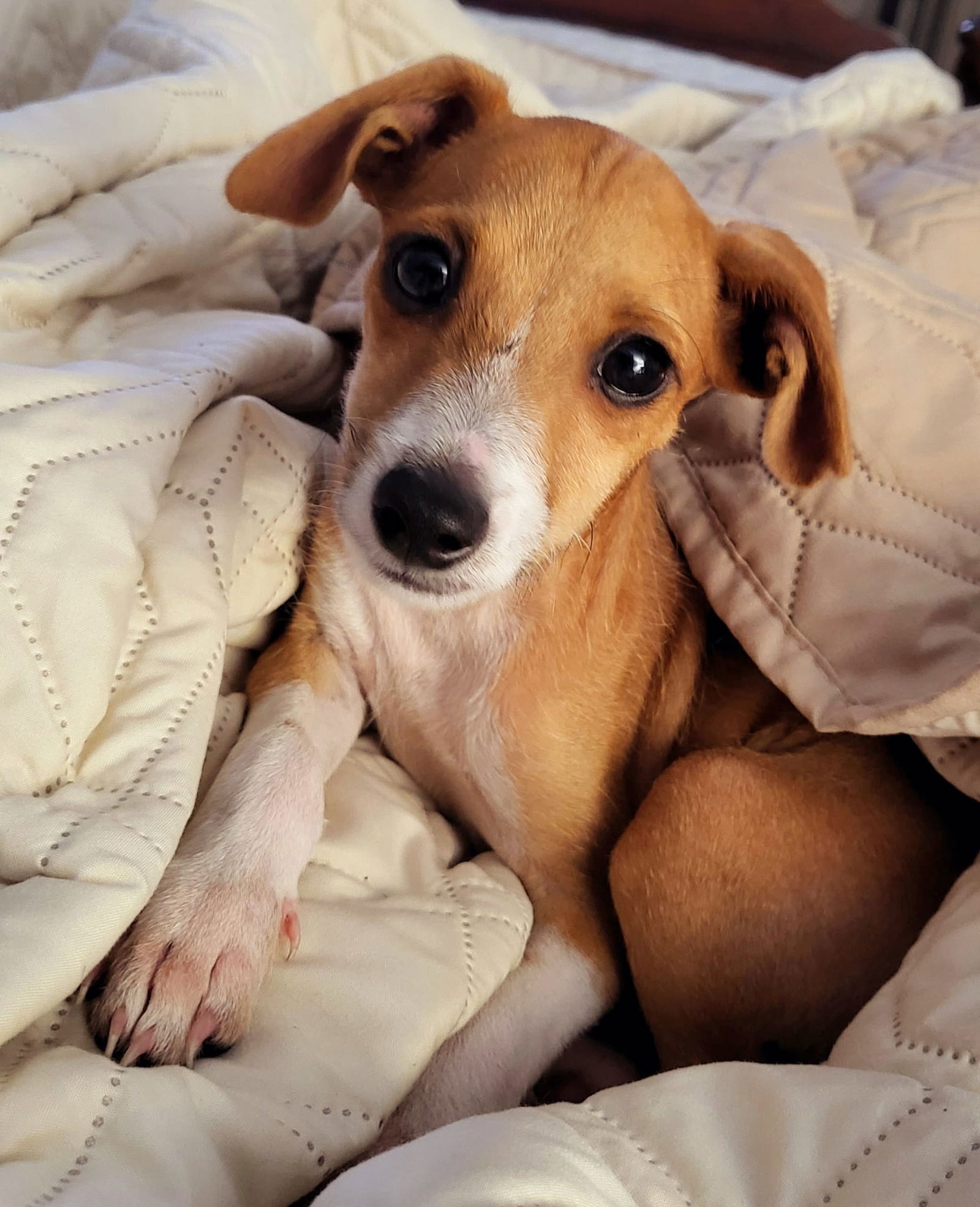 adoptable Dog in Key Largo, FL named Chester