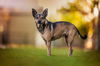 adoptable Dog in  named Leia