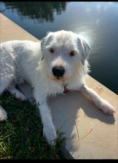 picture of the dog needing adoption