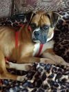 Cooper