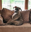 Bullwinkle