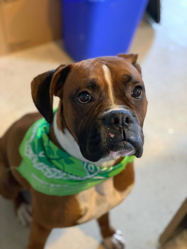 Tyson - ADOPTION PENDING!!