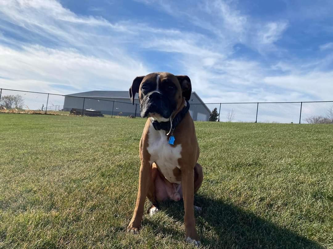adoptable Dog in Burnsville, MN named Tyson - FOSTER OR ADOPT ME!!!