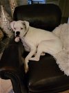adoptable Dog in burnsville, , MN named Zoey - SPONSOR ME!!