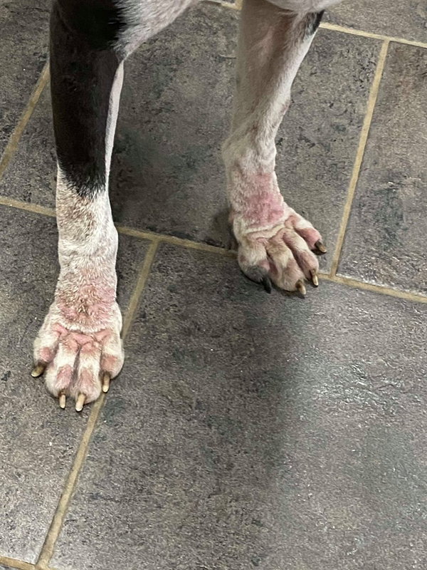 Domino - ADOPTION PENDING WITH MARGIE!!