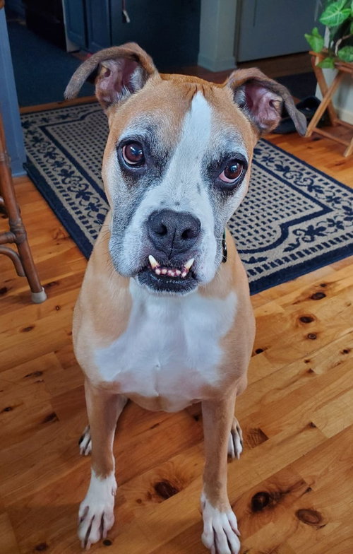 picture of the dog needing adoption