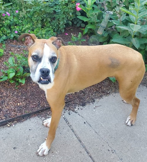 RUSSELL - Boxer available for adoption