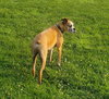 Russell - Photo 3