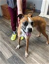 adoptable Dog in burnsville, mn, MN named Russell