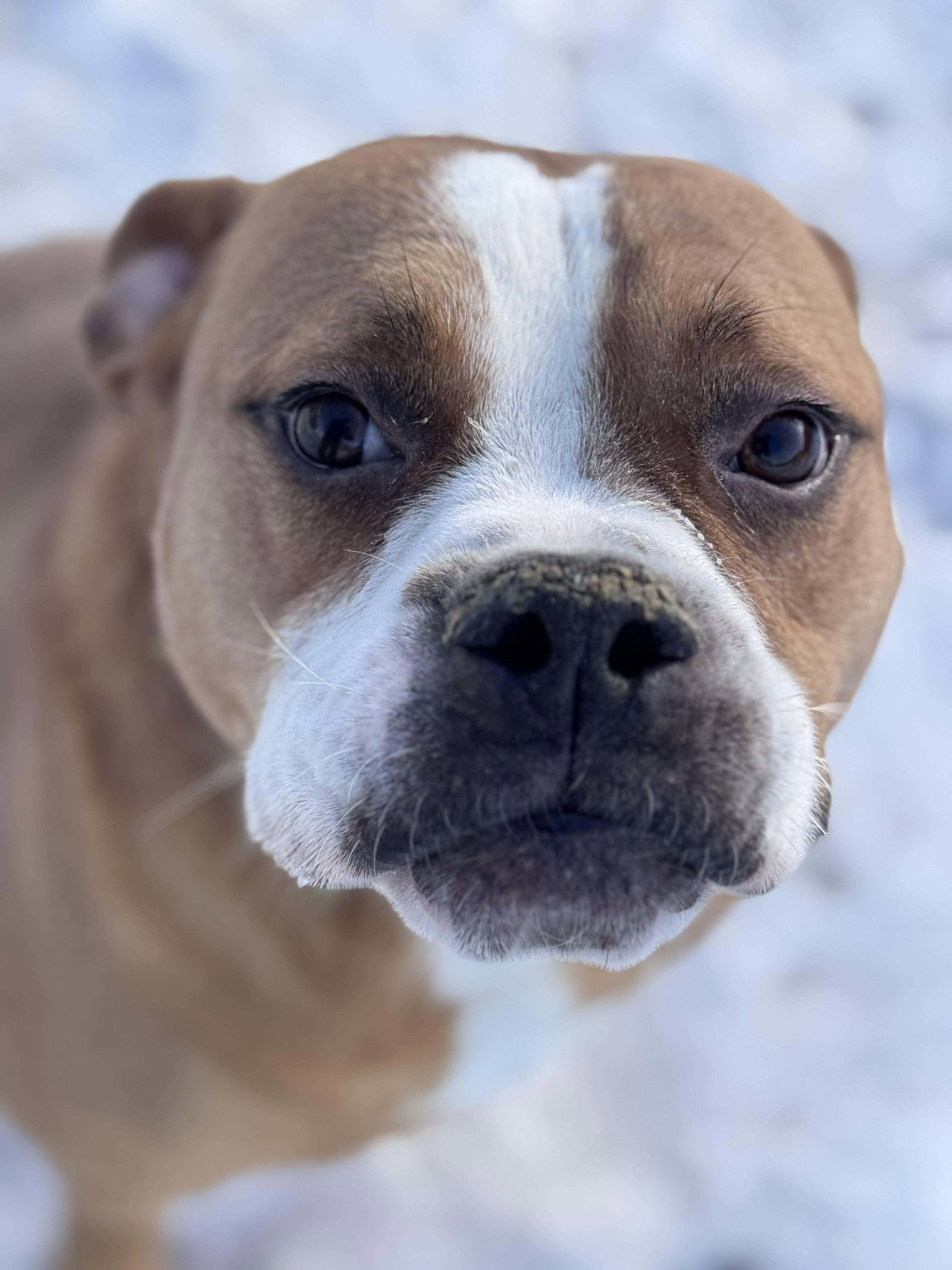 Ashton now Tyson - FOSTER OR ADOPT ME!!