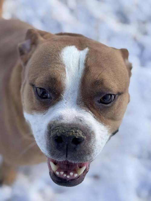 Ashton now Tyson - FOSTER OR ADOPT ME!! — thumbnail 5