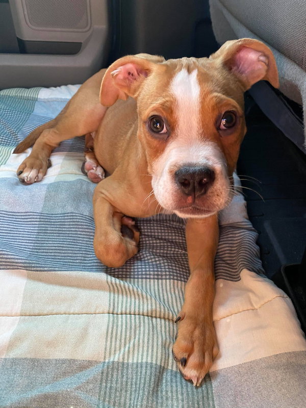 Ashton now Tyson - FOSTER OR ADOPT ME!!
