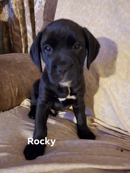 Rocky