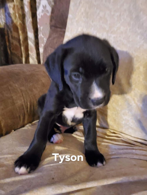 Tyson