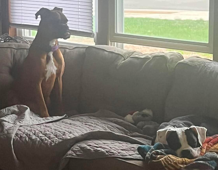 Margie - ADOPTION PENDING WITH DOMINO!!