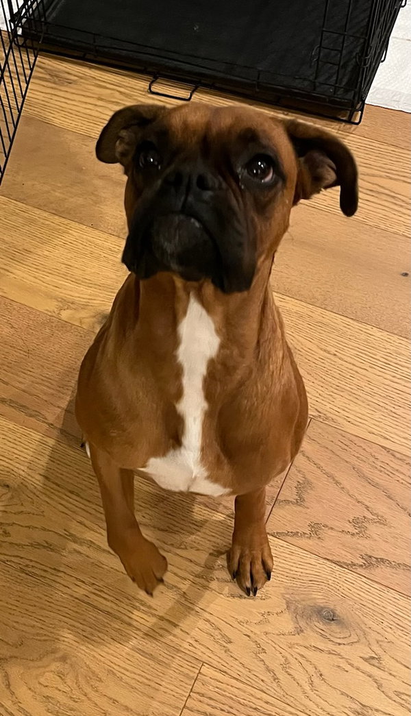 Margie - ADOPTION PENDING WITH DOMINO!!