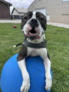 Drago - FOSTER OR ADOPT ME!! - Photo 1