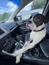 Drago - FOSTER OR ADOPT ME!!