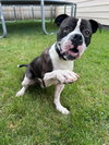 Drago - FOSTER OR ADOPT ME!!