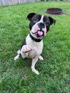 Drago - FOSTER OR ADOPT ME!!