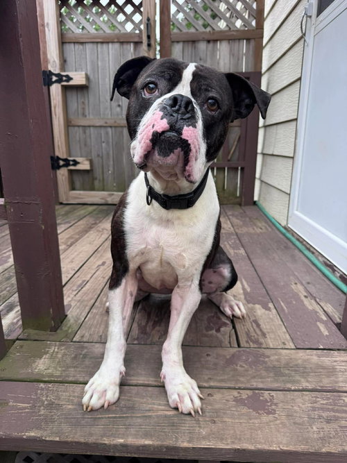 Drago - FOSTER OR ADOPT ME