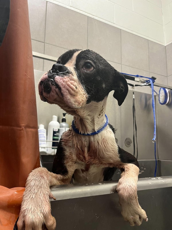 Drago - FOSTER OR ADOPT ME!!