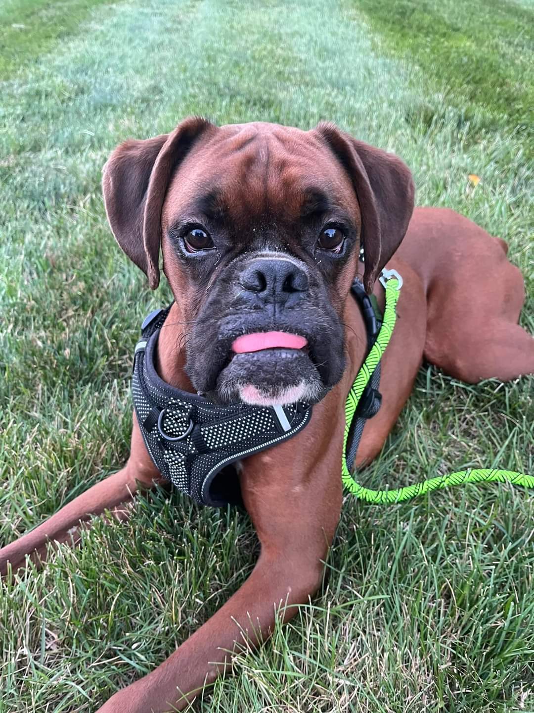 Dog for Adoption Jinx ADOPTION PENDING!!!, a Boxer in Le Center, MN