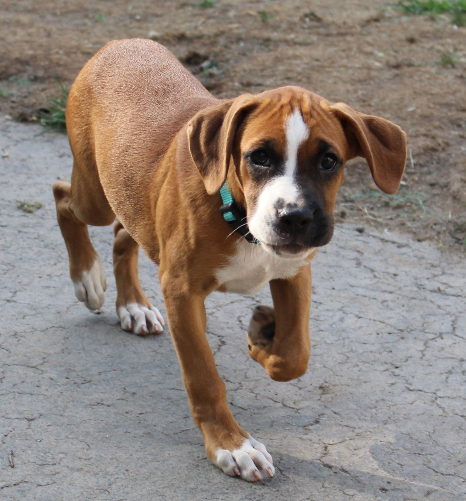 Honeybun Across America Boxer Rescue