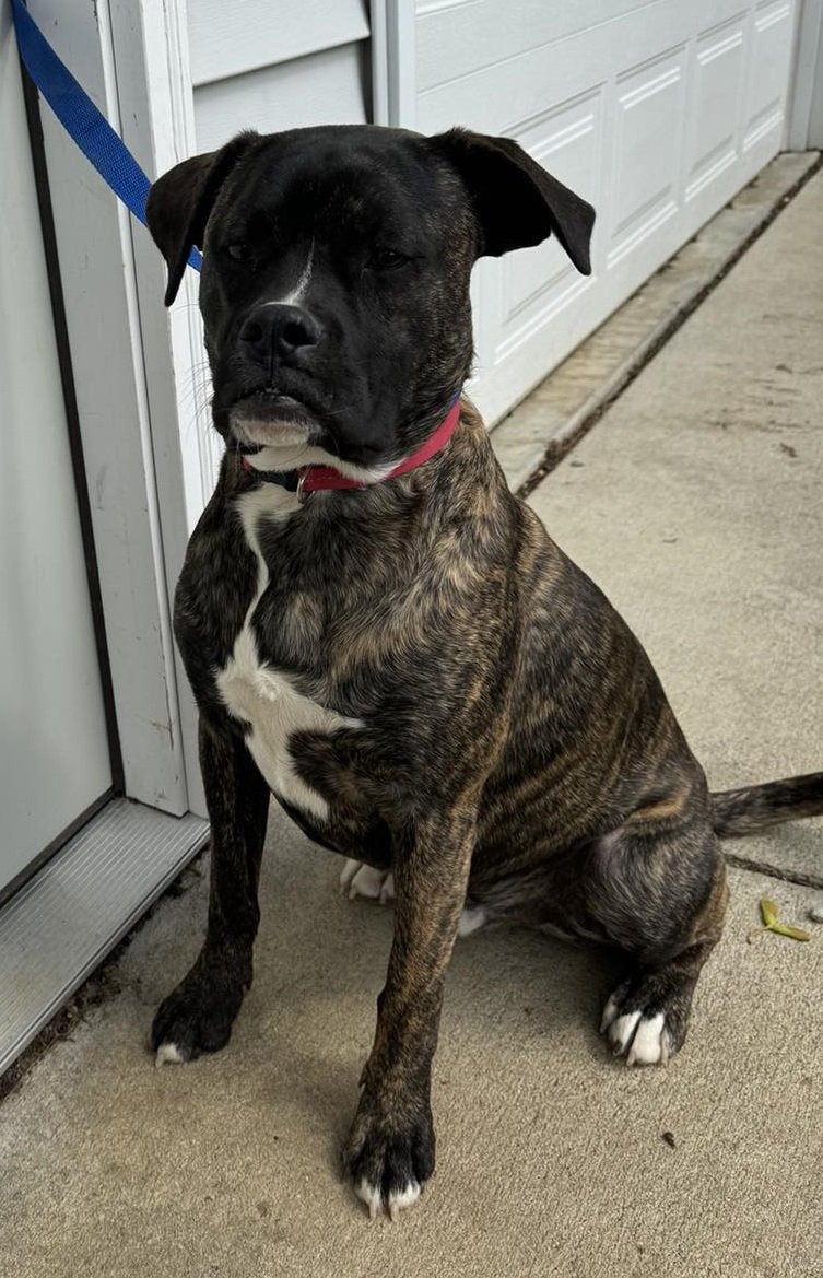 adoptable Dog in Burnsville, MN named Ferguson