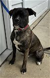 adoptable Dog in  named Ferguson